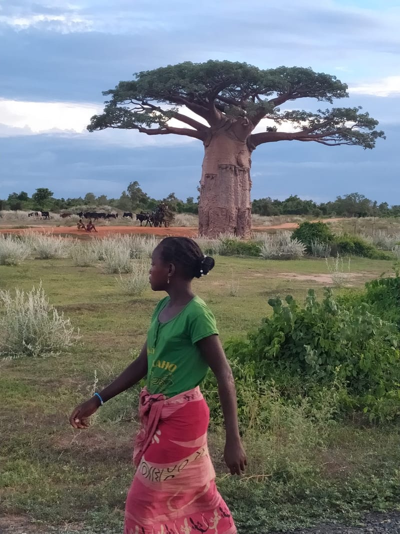 Fleuve Tsiribihina - Tsingy de Bemaraha - Baobabs - Plage