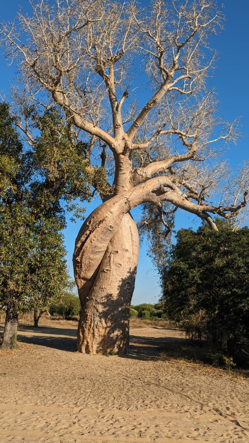 Fleuve Tsiribihina - Tsingy de Bemaraha - Baobabs - Plage