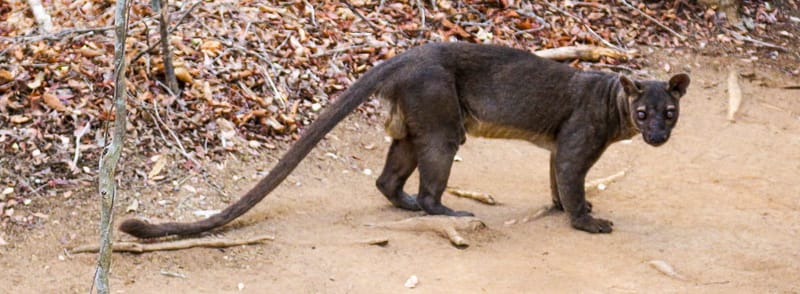 Fleuve Tsiribihina - Tsingy de Bemaraha - Baobabs - Plage