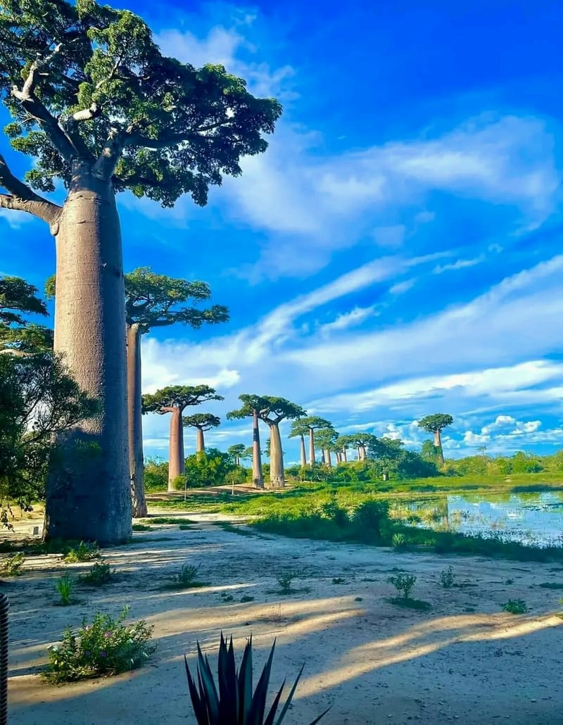 Fleuve Tsiribihina - Tsingy de Bemaraha - Baobabs - Plage