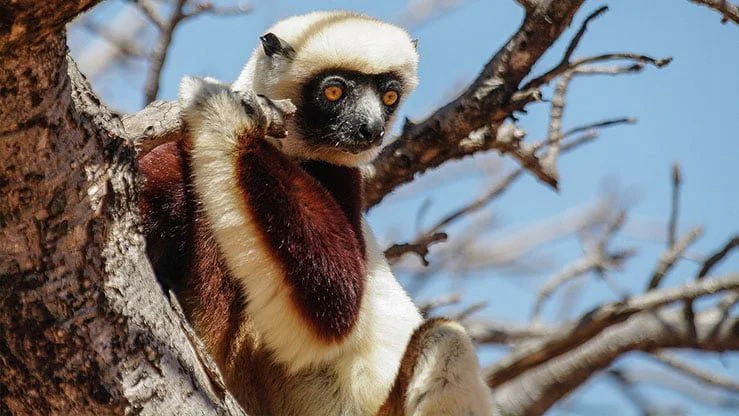 Nature luxuriante - Plage idyllique