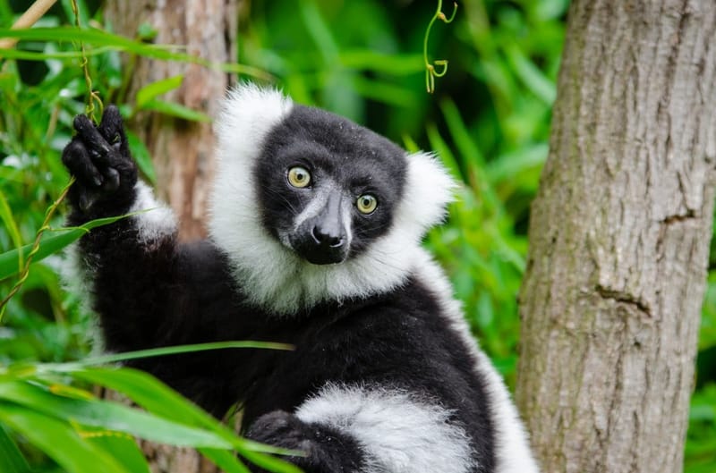 Nature luxuriante - Plage idyllique