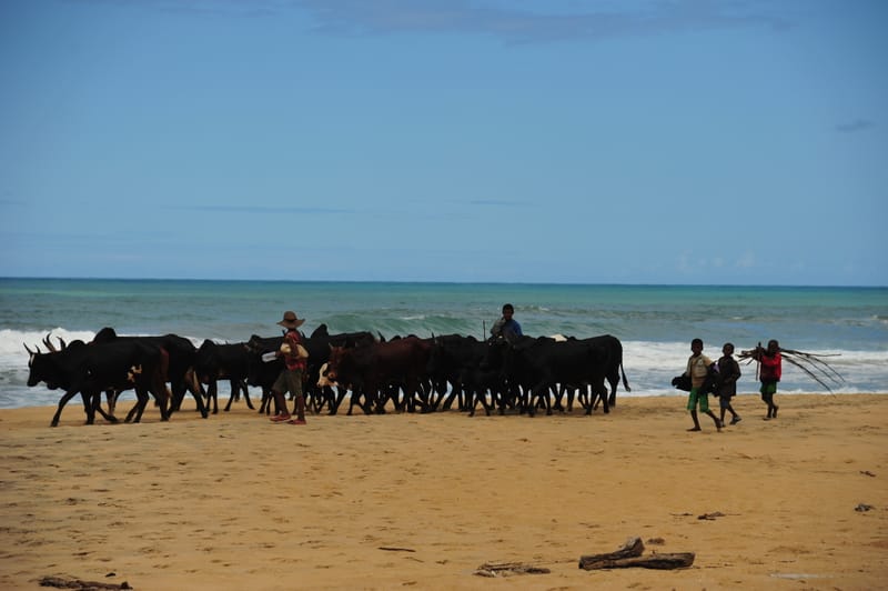 Nature luxuriante - Plage idyllique