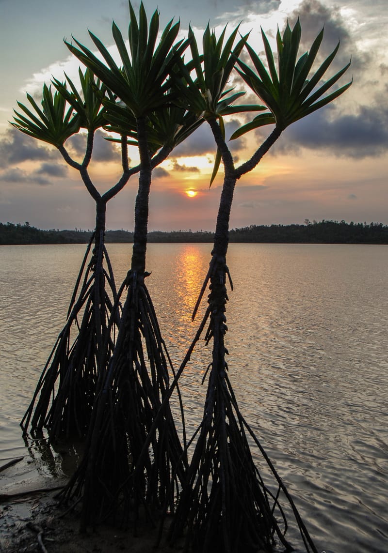Nature luxuriante - Plage idyllique