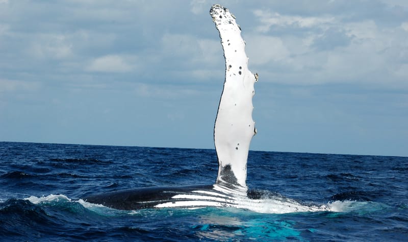 Nature luxuriante - Plage idyllique