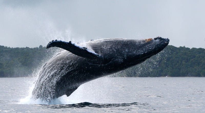 Nature luxuriante - Plage idyllique