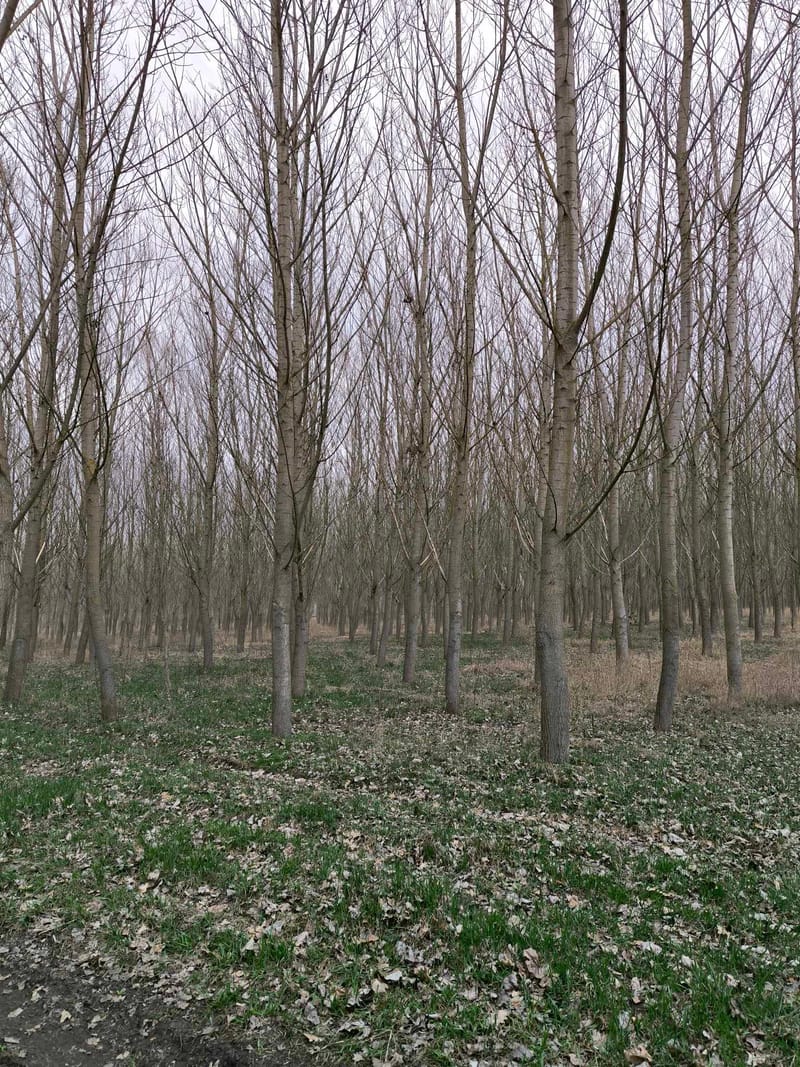 Erdők illetve faanyag adás-vétele