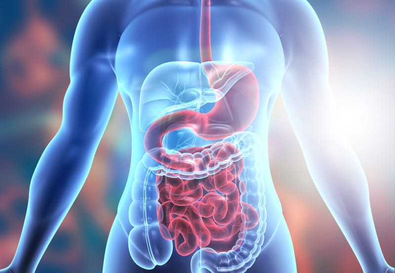 Gut Health Optimization