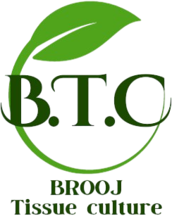Brooj