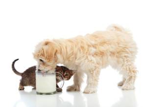 Useful Guidelines in Purchasing Pet Products Online