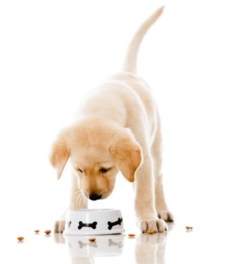 Substantial Information about Pet Products