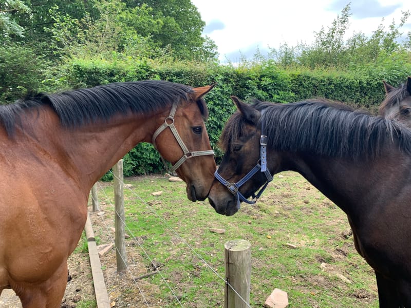 Initial consultation