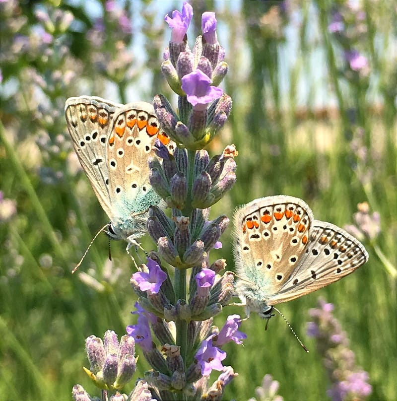 MEDIAZIONE FAMILIARE IN CASO DI SEPARAZIONE O DIVORZIO