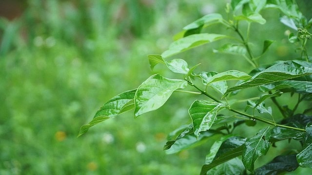 עבודתו של אלוהים, טבעו של אלוהים ואלוהים עצמו ב' חלק