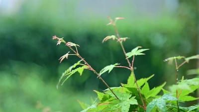 אהובי, אנא חכה לי