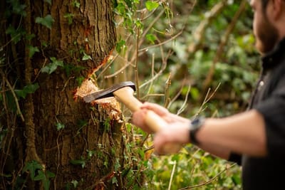 Green Guardians: Understanding Tree Service Options
