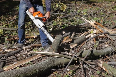 Tree Removal in Minneapolis, MN: A Step-by-Step Guide