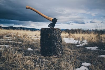 Is Stump Removal Necessary in Norfolk VA?