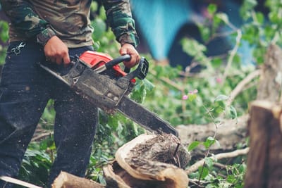 Tree Removal Services in Kealakekua, HI: Safely Clearing Your Property