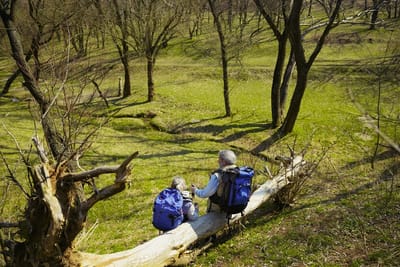 Elevate Your Landscape: Professional Tree Services in Lithia Springs, GA