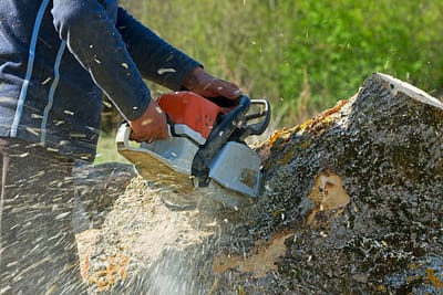 Clearing the Canopy: Tree Removal Services in Round Rock, TX