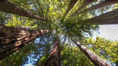 Shaping Nature's Beauty: Tree Pruning Services in Wichita, KS