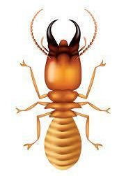 التخلص من النمل الأسود والأبيض نهائيًا