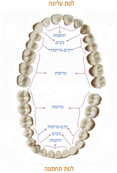 ללעוס ללעוס ושוב ללעוס