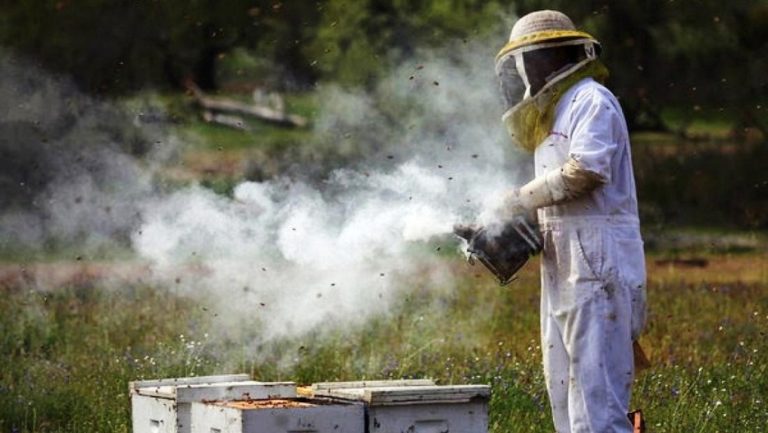 Πότε Επιτρέπεται το Κάπνισμα των Μελισσών