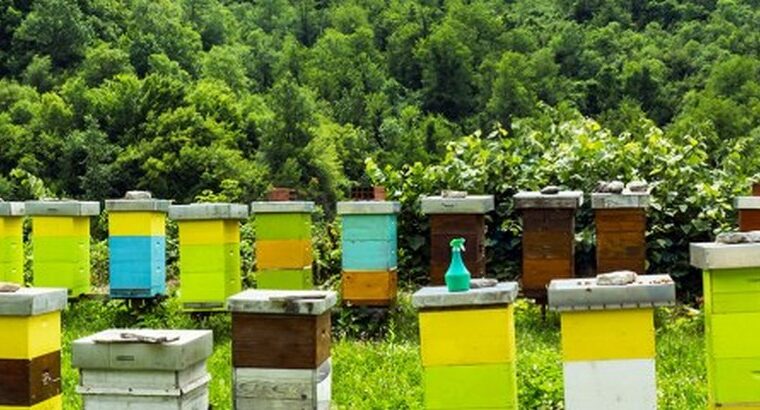 Τοποθέτηση Κυψελών Μελισσών