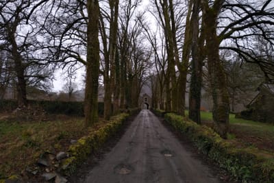 50 millions d’arbres plantés dans le centre de l’Angleterre