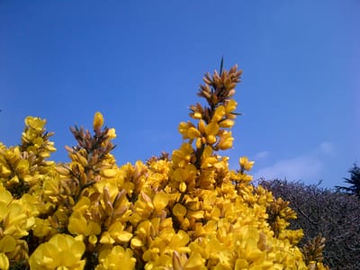 Arnaud Beltrame, un Breton mort pour sauver des vies