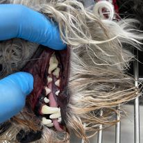 Chirurgie tesuturi moi, detartraj