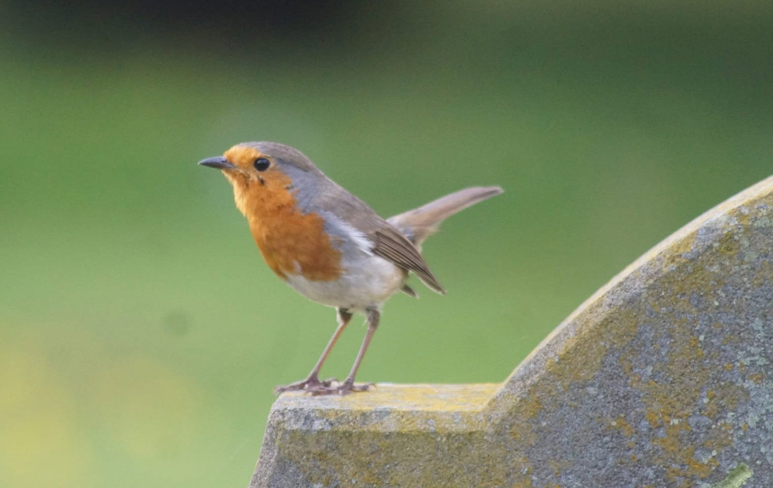 Robin