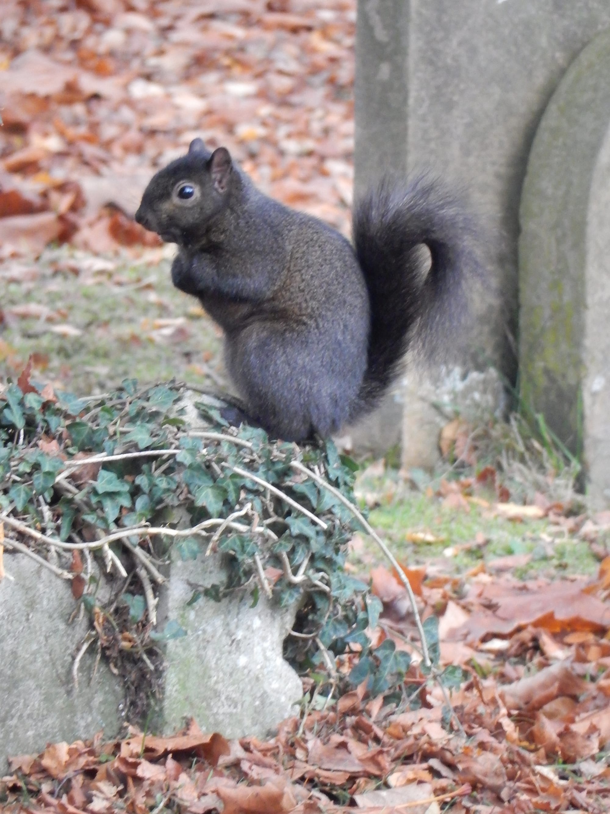 Black Squirrel