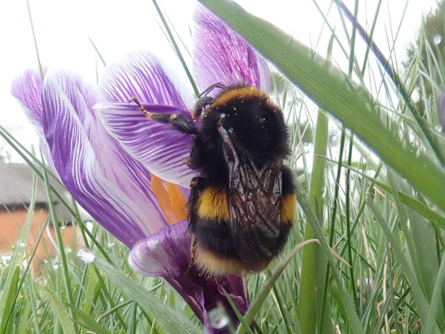 Buff-tailed Bumble Bee