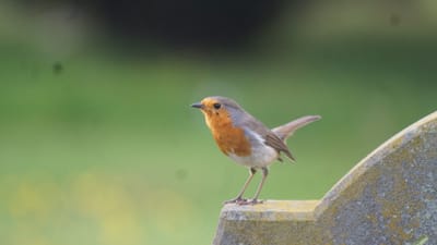 Hitchin Cemetery Wildlife Haven