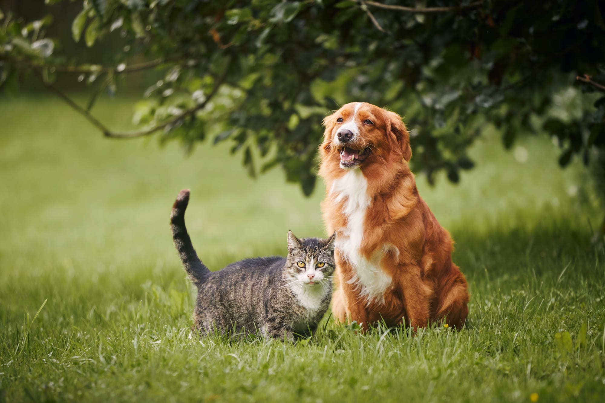 Posso deixar herança para animais de estimação?