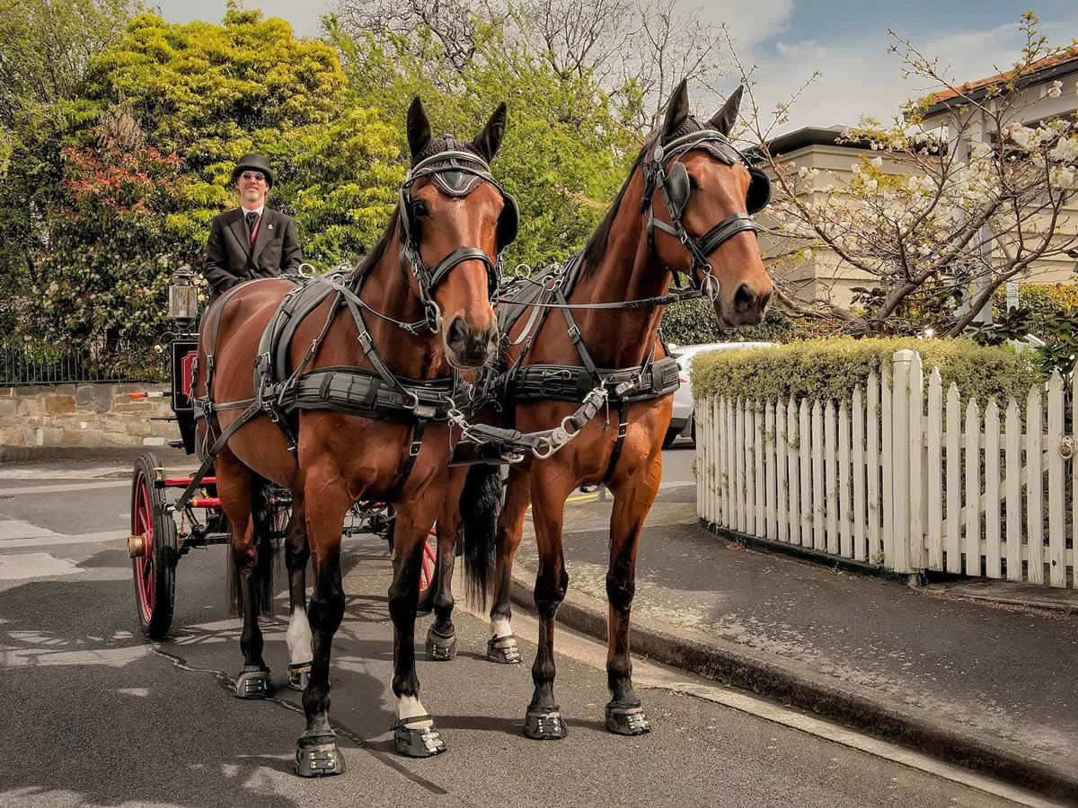 Trot In Time Carriage Tours