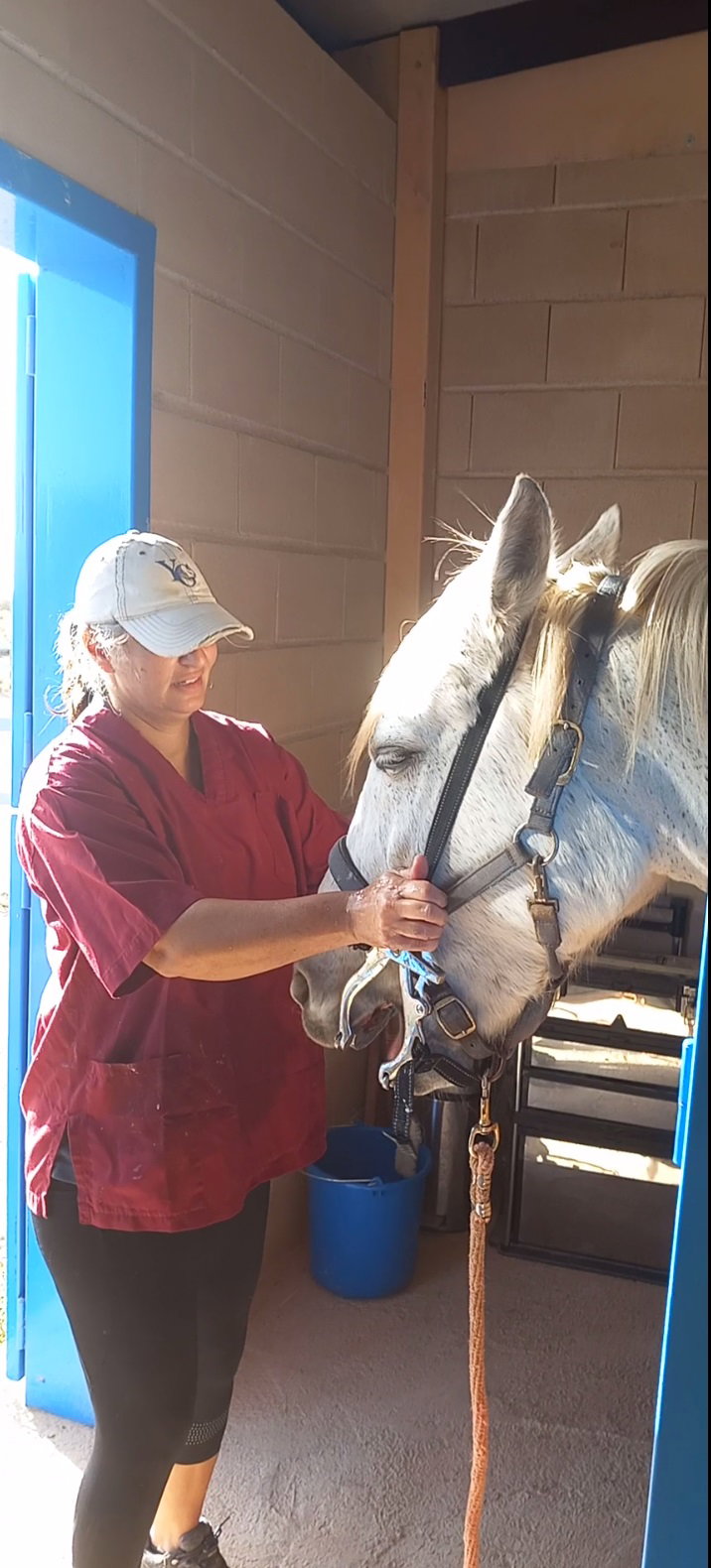 Equine Vet Clinic