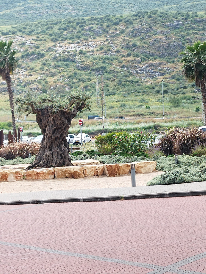 מלון מגדלה בעיר העתיקה מגדלה