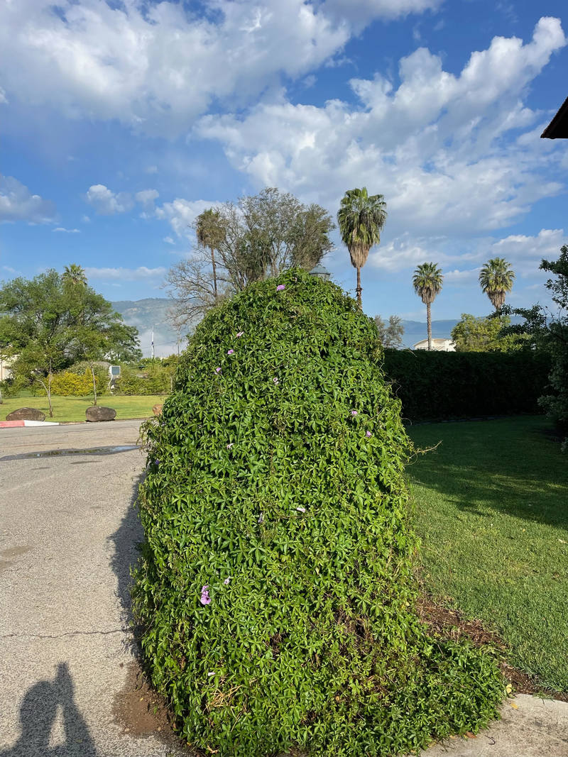 מלון פסטורל כפר בלום