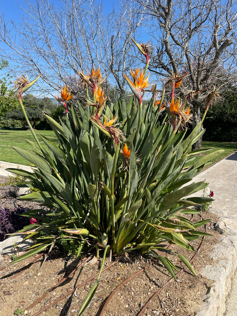 מלון מטיילים ארץ דפנה