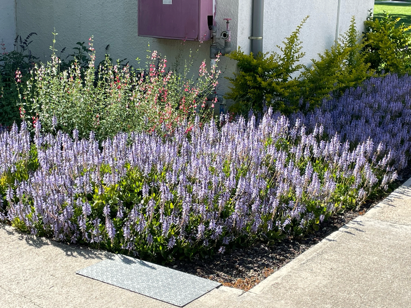 מלון מטיילים ארץ דפנה