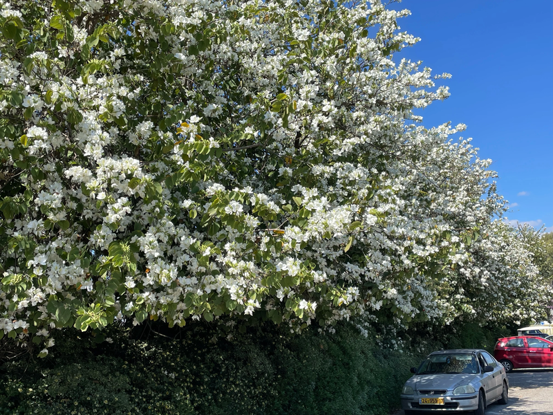 מלון מטיילים ארץ דפנה