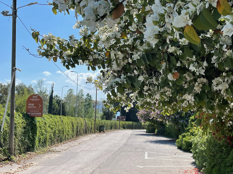 מלון מטיילים ארץ דפנה
