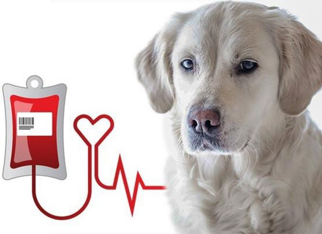 Χειρουργικές Επεμβάσεις