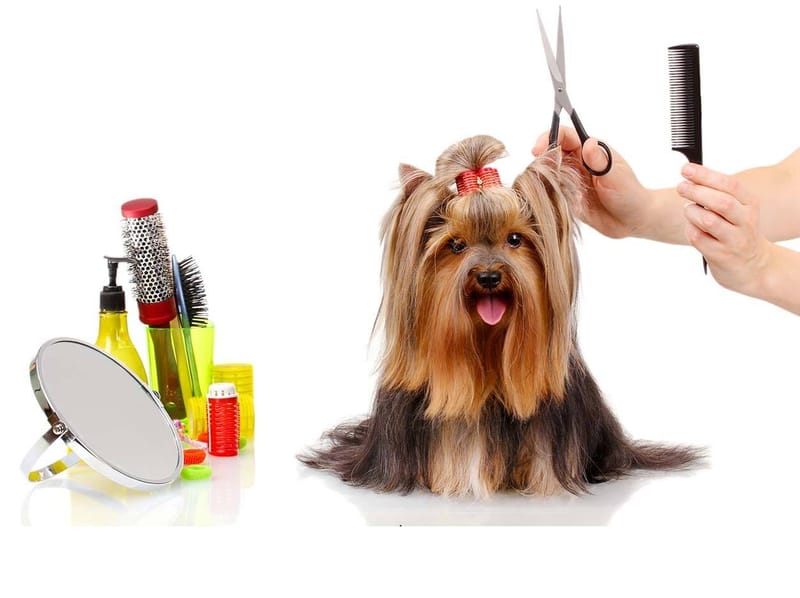 Καλλωπισμος Ζωων