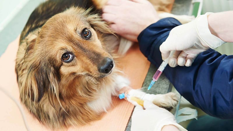 Αιματολογικές Εξετάσεις