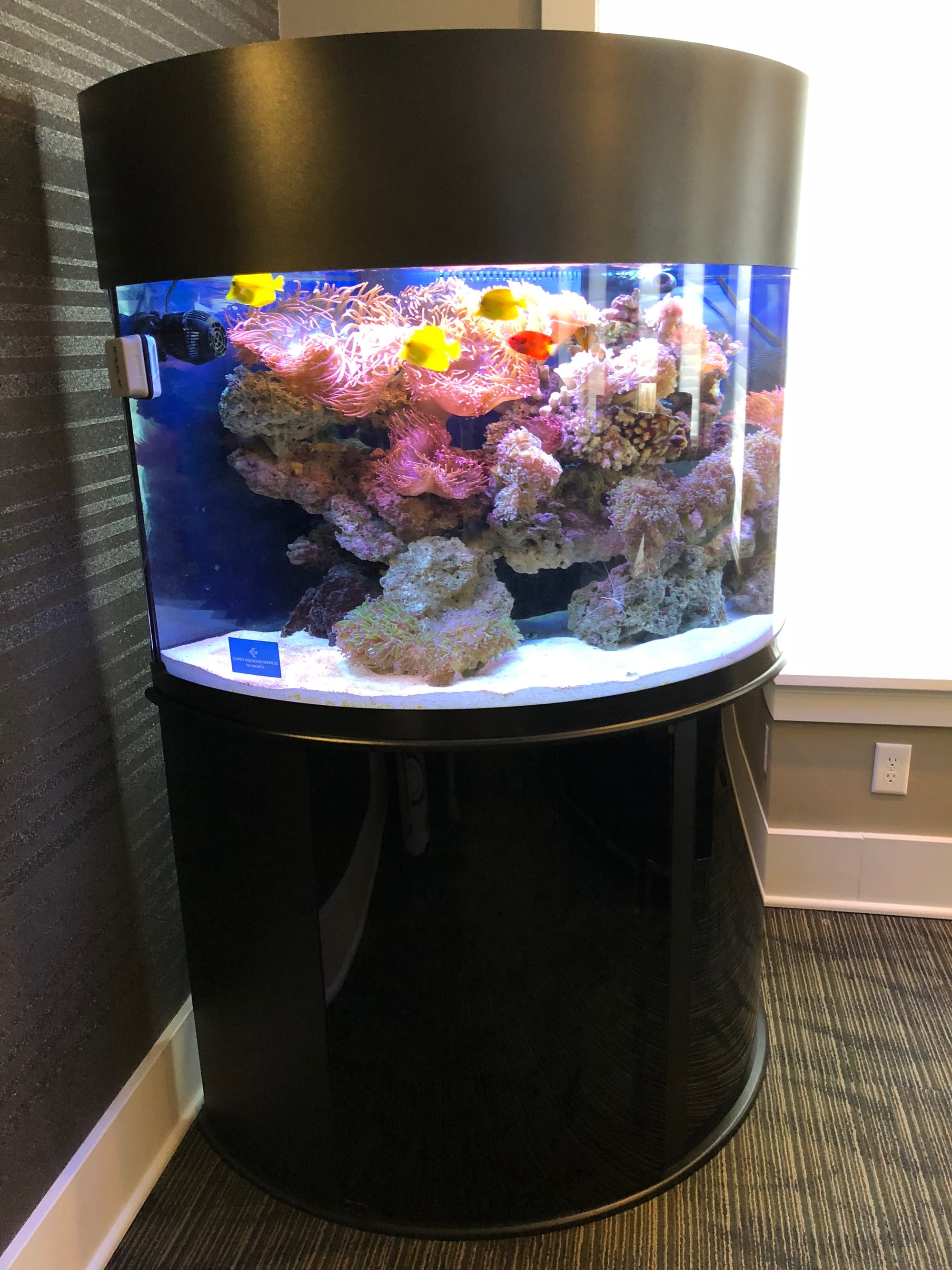 76 Gallon Oceanic Half-Circle Aquarium